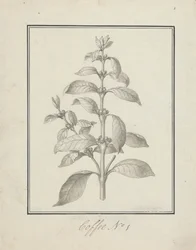 Coffea arabica L. (Arabica Koffie): afgewerkte tekening van bladrijke scheut en bessen