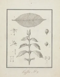 Coffea arabica L. (Arabica Koffie): afgewerkte tekening van bladrijke scheut, met details van bloemen, blad en vruchten