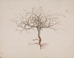 Commiphora gileadensis (L.) C. Chr. (Balsem van Gilead, Opobalsam): afgewerkte tekening van de boom (met wortels)