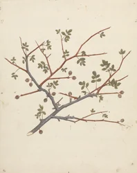 Commiphora gileadensis (L.) C. Chr. (Balsem van Gilead, Opobalsam): afgewerkte tekening van vruchtende tak