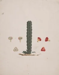 Euphorbia abyssinica J.F. Gmel. (Ethiopische boomwolfsmelk): afgewerkte tekening van enkele stam, met details van hele en ontlede vruchten