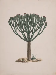 Euphorbia abyssinica J.F. Gmel. (Ethiopische boomwolfsmelk): afgewerkte tekening van de boom