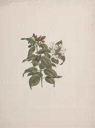 Jasminum dichotomun Vahl (Afrikaanse jasmijn): afgewerkte tekening