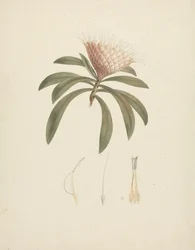 Protea gaguedi J.F. Gmel. (Protea): afgewerkte tekening met bloemdetails