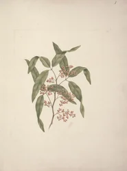 Rhus ? retinorrhoea Oliver: afgewerkte tekening