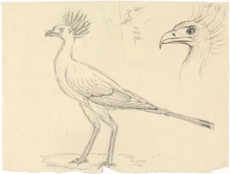 Secretarisvogel