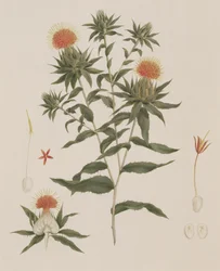 Sussa (Bladeren, Bloemen en Details) voorheen toegeschreven aan James Bruce (1730-94)