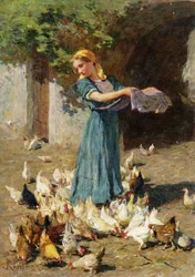 De Kippen Voeren