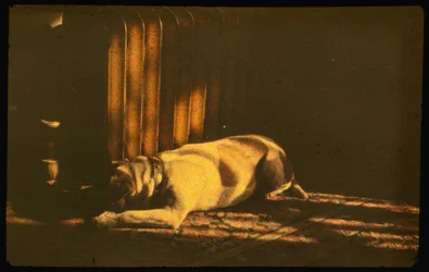 Kleurenfoto van slapende hond in zonlicht met Autochrome Lumière en een 35mm camera
