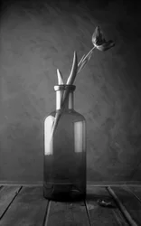 Monochrome tulpenbloesem