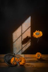 Herfstpompoenen en zonlicht