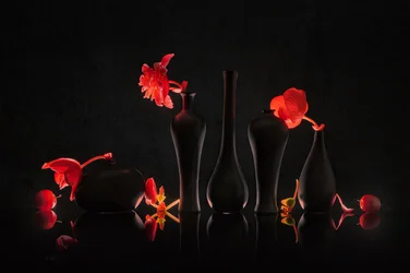 Karmozijnrode bloemen en zwarte vazen