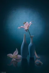 Elegante blauwe lelies
