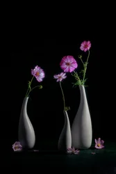 Elegant stilleven met cosmea