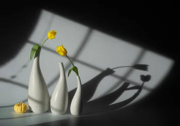 Zonverlichte tulpen en schaduwen