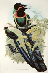Arfak Astrapia, Astrapia Nigra - Paradijsvogel