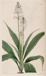 Illustratie van Calanthe triplicata (als syn. Calanthe veratrifolia) (plant)