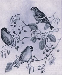 Sijzen, Natuur in Groot-Brittannië uitgegeven door Collins, 1946