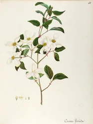 Bloeihondhout (Cornus florida), Cornaceae, kleine boom of struik inheems in Noord-Amerika
