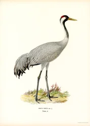 Kraanvogel