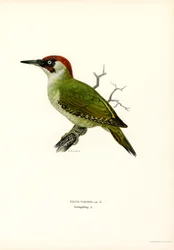 Groene specht