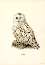Sneeuwuil