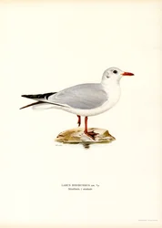 Zwartkopmeeuw (kleur litho)