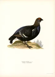 Korhoen