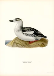 Zwarte Zeekoet (kleur litho)