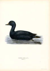 Zwarte Zee-eend