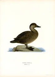 Zwarte Zee-eend