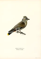 Pestvogel