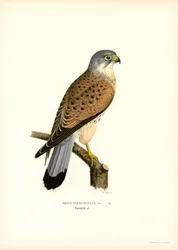 Torenvalk
