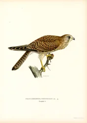 Torenvalk