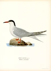 Visdief (kleur litho)