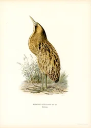 Roerdomp