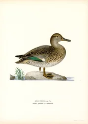 Eurasische Wintertaling