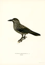 Notenkraker