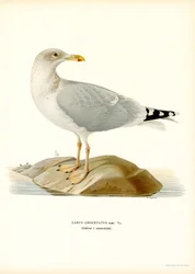 Zilvermeeuw