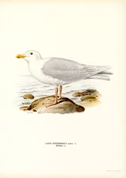 Grote Burgemeester (kleur litho)