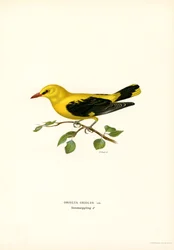 Wielewaal