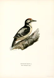 Grote Bonte Specht