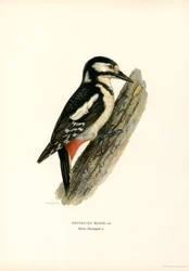 Grote Bonte Specht