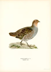 Patrijs
