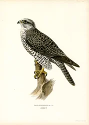 Giervalk