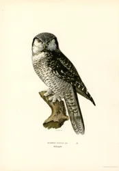 Sperweruil