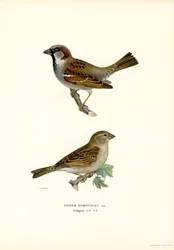 Huismus