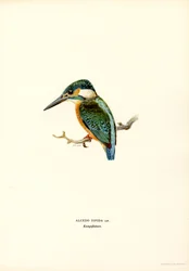 IJsvogel