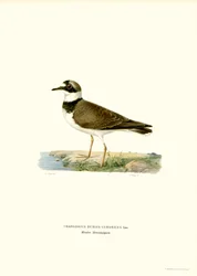Kleine Plevier