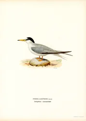 Dwergstern